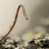 Copper<br />Beaver Valley Quarry, Shine, Jefferson County, Washington, USA<br />FOV = 3.0 mm<br /> (Author: Doug)