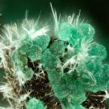 Adamite, Mixite<br />Simon Mine, Bell District, Mineral County, Nevada, USA<br />FOV = 1.8 mm<br /> (Author: Doug)