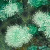 Mixite<br />Gold Hill Mine, Gold Hill, Gold Hill District, Tooele County, Utah, USA<br />FOV =  1.8 mm<br /> (Author: Doug)