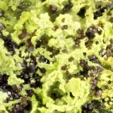 Beudantite<br />Gold Hill Mine, Gold Hill, Gold Hill District, Tooele County, Utah, USA<br />FOV = 1.2 mm<br /> (Author: Doug)