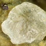Cerussite<br />Reward Mine, Reward, Russ District, Inyo County, California, USA<br />FOV = 1.8 mm<br /> (Author: Doug)