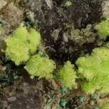 Pseudojohnite<br />Widowmaker Mine, Fry Mesa, White Canyon, White Canyon District, San Juan County, Utah, USA<br />FOV = 2.9 mm<br /> (Author: Doug)