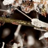 Hedenbergite<br />Lemolo Lake Quarry, Douglas County, Oregon, USA<br />FOV = 2.9 mm<br /> (Author: Doug)