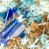 Linarite, Serpierite<br />Friedrichssegen Mine, Frücht, Bad Ems District, Lahn Valley, Rhineland-Palatinate/Rheinland-Pfalz, Germany<br />FOV = 1.6 mm<br /> (Author: Doug)