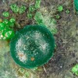 Cornwallite<br />Gold Hill Mine, Gold Hill, Gold Hill District, Tooele County, Utah, USA<br />FOV = 3.1 mm<br /> (Author: Doug)