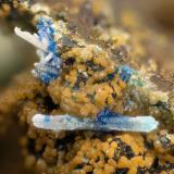 Cerussite, Linarite<br />Friedrichssegen Mine, Frücht, Bad Ems District, Lahn Valley, Rhineland-Palatinate/Rheinland-Pfalz, Germany<br />FOV = 2.6 mm<br /> (Author: Doug)