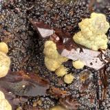 Kidwellite, Beraunite<br />Three Oaks Gap workings, Three Oaks Gap, Polk County, Arkansas, USA<br />FOV = 4.0 mm<br /> (Author: Doug)