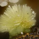 Meurigite-K<br />Silver Coin Mine, Valmy, Iron Point District, Humboldt County, Nevada, USA<br />FOV = 1.2 mm<br /> (Author: Doug)