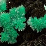Malachite<br />Mohawk Mine, Mohawk Hill, Clark Mountains, Clark Mountain District (Clark District), San Bernardino County, California, USA<br />FOV = 3.2 mm<br /> (Author: Doug)