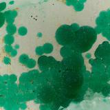 Cornwallite<br />Clara Mine, Rankach Valley, Oberwolfach, Wolfach, Black Forest, Baden-Württemberg, Germany<br />FOV = 3.3 mm<br /> (Author: Doug)