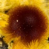 Cacoxenite<br />Coon Creek Mine, Cossatot Mountains, Shady, Polk County, Arkansas, USA<br />FOV = 1.5 mm<br /> (Author: Doug)