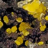 Descloizite<br />Chalk Mountain Mine, Chalk Mountain, Middlegate, Chalk Mountain District, Churchill County, Nevada, USA<br />FOV = 1.5 mm<br /> (Author: Doug)