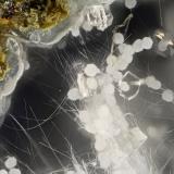 Clinoptilolite-Ca, Mordenite, Erionite-Ca<br />Cape Lookout Quarry, Netarts, Tillamook County, Oregon, USA<br />FOV = 2.0 mm<br /> (Author: Doug)