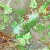 Mixite<br />Gold Hill Mine, Gold Hill, Gold Hill District, Tooele County, Utah, USA<br />FOV = 4.0 mm<br /> (Author: Doug)