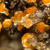 Descloizite<br />Finch Mine, Reagan claims, Keystone Gulch, Chilito, Hayden area, Banner District, Dripping Spring Mountains, Gila County, Arizona, USA<br />FOV = 1.5 mm<br /> (Author: Doug)
