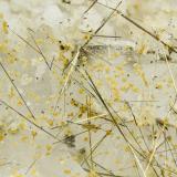 Millerite<br />Le Cetine di Cotorniano Mine (Le Cetine Mine), Chiusdino, Siena Province, Tuscany, Italy<br />FOV = 4.0 mm<br /> (Author: Doug)