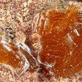Descloizite<br />Overland Mine, Hayden area, Dripping Spring Mountains, Chilito, Banner District, Gila County, Arizona, USA<br />FOV = 1.8 mm<br /> (Author: Doug)