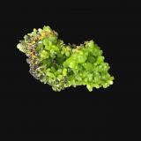 Piromorfita<br />Mina Daoping, Gongcheng, Prefectura Guilin, Región Autónoma Guangxi Zhuang, China<br />6,7 x 4,9 cm.<br /> (Autor: Xavier Bordas)