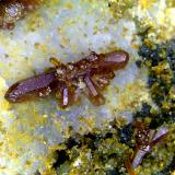 VanadinitaMina Barranco de los Lobos, La Peza, Comarca Guadix, Granada, Andalucía, EspañaCristal de 3 mm. (Autor: Antonio P. López)