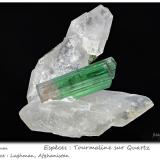 'Tourmaline' on Quartz<br />Laghman Province, Afghanistan<br />fov 60 mm<br /> (Author: ploum)