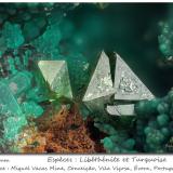 Libethenite and Turquoise<br />Miguel Vacas Mine, Pardais and Conceição Parish, Vila Viçosa, Évora District, Alentejo Central Province, Alentejo Region, Portugal<br />fov 2.5 mm<br /> (Author: ploum)