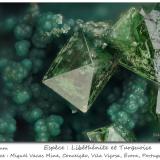 Libethenite and Turquoise<br />Miguel Vacas Mine, Pardais and Conceição Parish, Vila Viçosa, Évora District, Alentejo Central Province, Alentejo Region, Portugal<br />fov 1.7mm<br /> (Author: ploum)