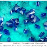 Cornetite on Malachite<br />L'Etoile du Congo Mine, Lubumbashi (Elizabethville), Katanga Copper Crescent, Haut-Katanga (Shaba), Democratic Republic of the Congo (Zaire)<br />fov 2.5 mm<br /> (Author: ploum)