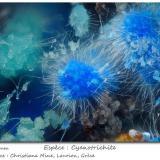 CyanotrichiteMina Christiana, Minas Kamariza, Agios Konstantinos, Distrito minero Lavrion, Prefectura Attikí (Attica), Greciafov 2.3 mm (Author: ploum)