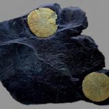 Pirita<br />Sparta, Condado Randolph, Illinois, USA<br />19,2 X 13,5 cm.<br /> (Autor: Xavier bordas)