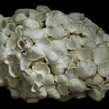 Aragonite (variety pisolite)<br />Karlovy Vary (Carlsbad), Karlovy Vary District, Karlovy Vary Region, Bohemia, Czech Republic<br />55 x 45 x 30 mm<br /> (Author: Rob Schnerr)