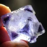 Fluorite<br />Astro Pocket No. 2, Pikes Peak, El Paso County, Colorado, USA<br />1.1 cm<br /> (Author: Bob Carnein)