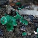MalaquitaCollado de la Plata Mines, Collado de la Plata, Albarracín, Comarca Sierra de Albarracín, Teruel, Aragon, SpainEncuadre de foto: 24 mm  Grupo de rosetas11mm (Autor: Ángel Rodríguez Benavent)