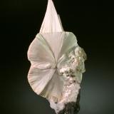 PectoliteCantera Upper New Street, Paterson, Condado Passaic, New Jersey, USA4.2 cm x 9.0 cm (Author: Michael Shaw)