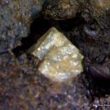 Scheelita.Mina Roca del Turó, Costabona, Espinavell (Espinabell), Molló, Comarca Ripollès, Gerona / Girona, Cataluña / Catalunya, España1´122 x 1´081 mm. (Autor: Jesus Franquesa Baucells)