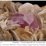 Fluorapatite on MuscoviteChumar Bakhoor, Valle Hunza, Distrito Nagar, Gilgit-Baltistan (Áreas del Norte), Paquistánfov 50 mm (Author: ploum)