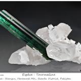 Tourmaline on QuartzShengus (Shingus), Distrito Baltistán, Gilgit-Baltistan (Áreas del Norte), Paquistánfov 60 mm (Author: ploum)