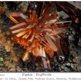 Erythrite<br />Cuesta Alta Mine, Cerro Minado, Huércal-Overa, Comarca Levante Almeriense, Almería, Andalusia, Spain<br />fov 2.2 mm<br /> (Author: ploum)