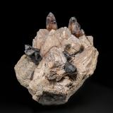 Quartz (variety smoky quartz)<br />Diamond Hill, Oberon, Westmoreland County, New South Wales, Australia<br />14.2 x 11.0 cm<br /> (Author: am mizunaka)