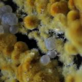 CacoxenitaEl Lobo Mine, Mesa del Poyato, Campanario-Quintana de la Serena, Comarca La Serena, Badajoz, Extremadura, SpainAncho Foto 3 mm. (Autor: Joaquin Blanco)