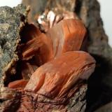 Heulandite-Ca<br />Drio le Pale, Buffaure, Moena, Trento Province, Trentino-Alto Adige (Trentino-Südtirol), Italy<br />96 x 59 mm<br /> (Author: Sante Celiberti)