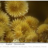 Cacoxenite<br />Fumade, Castelnau-de-Brassac, Tarn, Occitanie, France<br />fov 1.75 mm<br /> (Author: ploum)