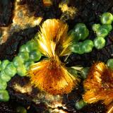 Chalcosiderite and Cacoxenite<br />AVE Railway tunnel works dumps, El Horcajo, Almodóvar del Campo, Comarca Campo de Calatrava, Ciudad Real, Castilla-La Mancha, Spain<br />fov 4 mm<br /> (Author: Rewitzer Christian)