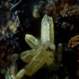 Mimetita<br />Mina Casandra, Ribes de Freser, Vall de Ribes, Comarca Ripollès, Gerona / Girona, Cataluña / Catalunya, España<br />1 mm (cristal mayor)<br /> (Autor: Frederic Varela)