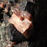 Perovskite, Magnetite<br />Malenco Valley (Valmalenco), Sondrio Province, Lombardy, Italy<br />96 x 50 mm<br /> (Author: Sante Celiberti)