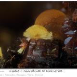 Cacoxenite, Eleonorite<br />Fumade, Castelnau-de-Brassac, Tarn, Occitanie, France<br />fov 1.4 mm<br /> (Author: ploum)