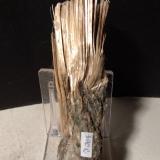 Balangeroite<br />Poggio San Vittore asbestos Mine, Balangero, Lanzo Valleys (Valli di Lanzo), Metropolitan City of Turin Province, Piedmont (Piemonte), Italy<br />104 x 27 mm<br /> (Author: Sante Celiberti)