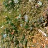 Pyromorphite<br />Cinquevalli Mine, Roncegno, Trento Province, Trentino-Alto Adige (Trentino-Südtirol), Italy<br />52 x 37 mm<br /> (Author: Sante Celiberti)