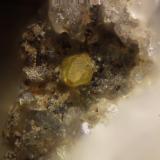 WulfenitaMinas Can Magre, Vidreres, Comarca La Selva, Gerona / Girona, Cataluña / Catalunya, EspañaCristal 0,2 mm (Autor: Jorgina-Agusti-Màrius)