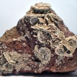 BaritaLa Cañada de Verich, Comarca del Bajo Aragón, Teruel, Aragón, España11 x 9 cm (Autor: Joan Niella)
