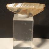 Titanite<br />Gava Valley, Genova Province, Liguria, Italy<br />33 x 12 mm<br /> (Author: Sante Celiberti)